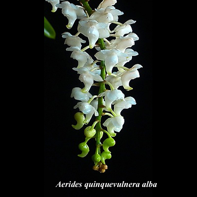 Aerides quinquevulnera v. alba